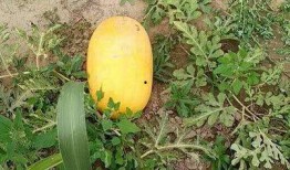 52吃瓜爆料免费吃瓜视频